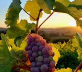 Sul de Minas aposta na retomada da vitivinicultura e no fortalecimento do enoturismo