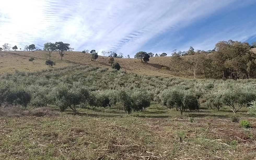 Azeite produzido na Serra da Mantiqueira conquista prêmio de melhor da América do Sul na Itália