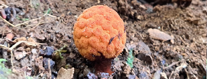 Planta parasita rara encontrada em Maria da Fé é depositada em herbário da Epamig