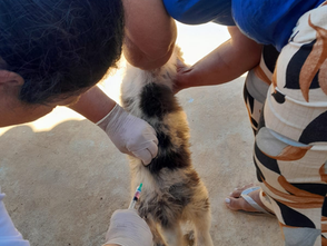 Mais de 2 mil cães e gatos já foram vacinados contra a raiva na zona rural de Varginha