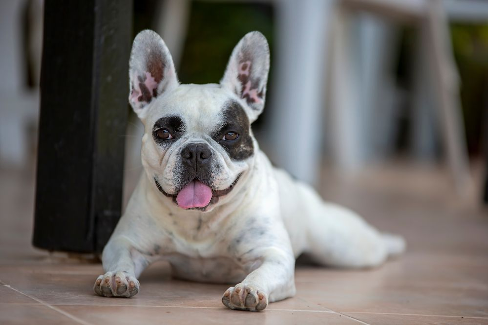Cachorro dado como presente durante casamento é reconhecido como bem particular