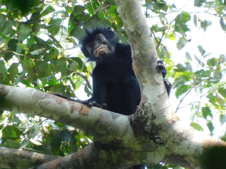 Nova espécie de macaco é descoberta na África após anos de pesquisas e análises científicas
