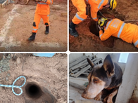 Resgate emocionante: Bombeiros retiram cão de buraco com mais de 3 metros de profundidade