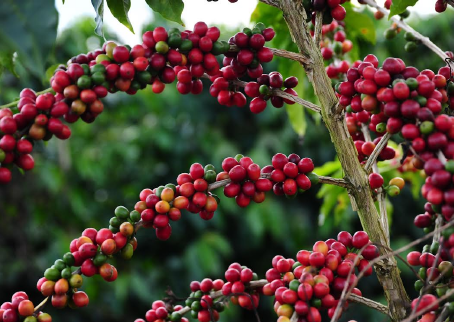 Circuito Mineiro da Cafeicultura 2025 começa em Cabo Verde com foco na sustentabilidade