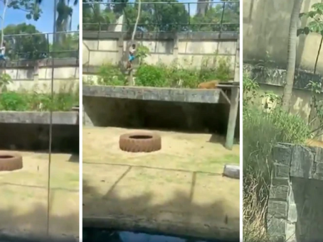 Vaqueirinho: conselheira tutelar revela diagnóstico e sonho do jovem que morreu após ataque de leoa