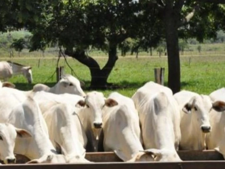 Preços do boi gordo têm menor oscilação em 2025 e indicam maior estabilidade na cadeia pecuária