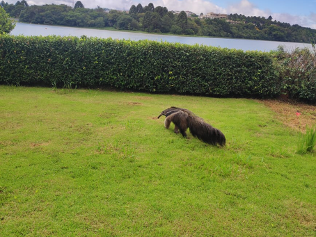 Bombeiros resgatam tamanduá em quintal de residência no Bairro Bortolan