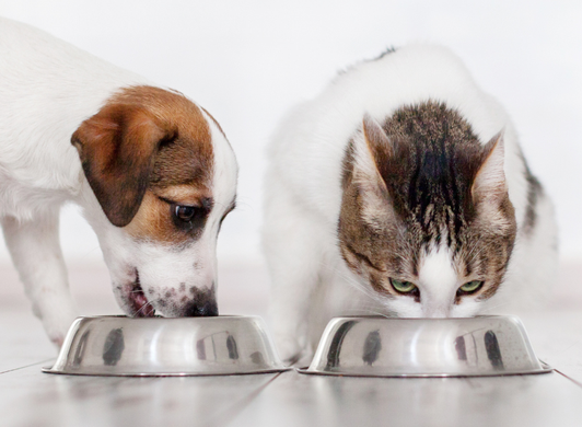 Mapa estabelece limites de toxinas em rações para cães e gatos; norma vale a partir de 2026