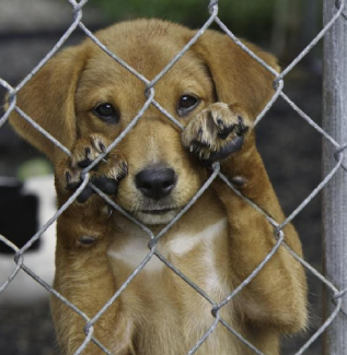 Moradores de São Sebastião do Paraíso promovem protesto após casos de maus-tratos a animais