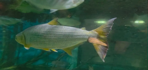 Recuperação da Bacia do Rio Doce terá investimento de R$ 232,7 milhões para restaurar ecossistemas aquáticos e biodiversidade após desastre de 2015