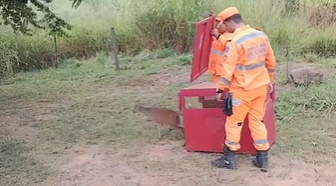 Cervo é resgatado pelos Bombeiros e solto em parque estadual no Sul de Minas