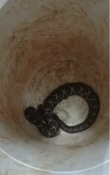 Bombeiros capturam cobra em quintal e devolvem animal à natureza em Três Corações