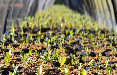 Minas Gerais é reconhecida pela FAO após SeloVerde-MG se destacar como modelo de sustentabilidade rural