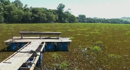 Proliferação de plantas aquáticas prejudicando o uso do Rio Grande entre Cássia e Delfinópolis