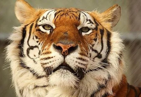 Tratador de zoológico é fatalmente atacado por tigre em incidente trágico na Romênia