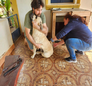 Campanha antirrábica já vacina mais de 2 mil animais na zona rural de Varginha e terá última etapa neste domingo