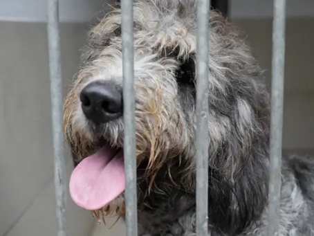 Tutor é condenado após manter quatro cães confinados em varanda de 5 metros quadrados