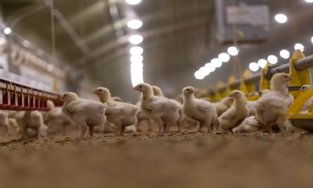 Granjas do Sul de Minas redobram prevenção após caso confirmado de gripe aviária no Estado