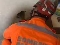 Resgate mobiliza bombeiros após gato cair em vão de quatro metros