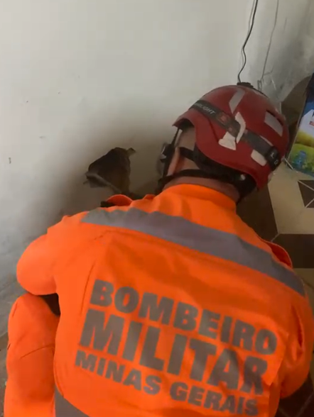 Resgate mobiliza bombeiros após gato cair em vão de quatro metros
