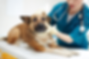 Justiça de MG reconhece falha em cirurgia veterinária e determina indenização