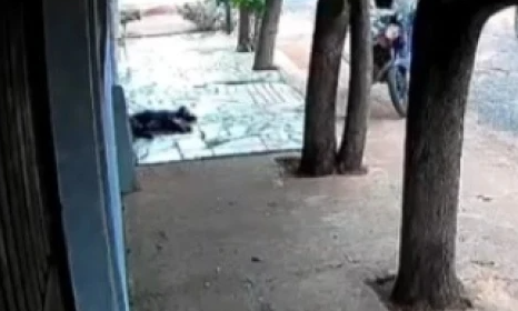 Polícia investiga motorista que arrastou corpo de cachorro em cidade do interior de MG