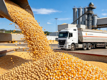 Milho recua com oferta ampla e demanda fraca; soja resiste por compras da China e prêmios de exportação; cotações internacionais caem, mas Brasil segura preços; safra recorde de milho está prevista
