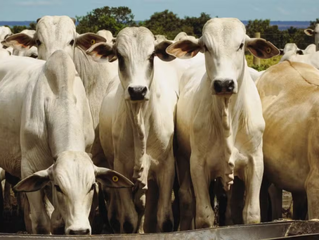 Pecuaristas buscam novos mercados para exportação de carne antes de veto da União Europeia