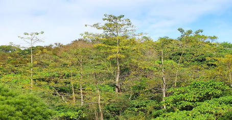 Justiça mantém condenação de produtor rural por desmate ilegal em área protegida no Sul de Minas