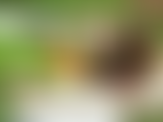 Mapa quer ampliar exportação de produtos orgânicos brasileiros para parceiros comerciais