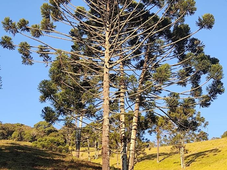 Mesmo com safra menor, produção de pinhão cresce em valor e incentiva reflorestamento em MG