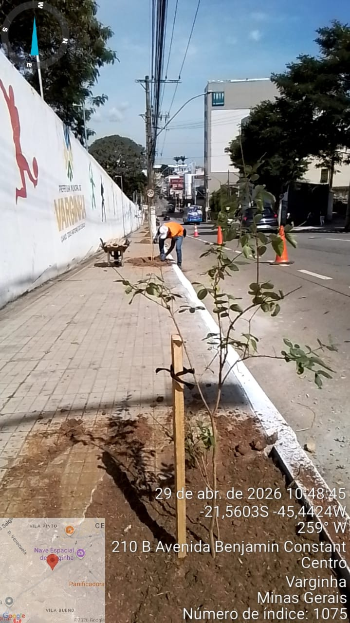 Av. Benjamin Constant ganha mudas para embelezamento e conforto térmico