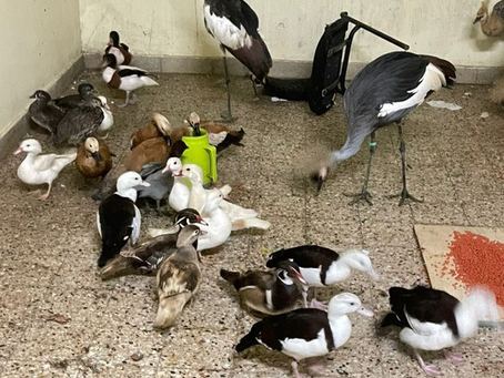 Vigiagro e Senasa resgatam 60 aves exóticas sem documentação na fronteira Brasil-Argentina