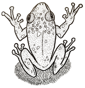 SRI LANKA BUBBLE-NEST FROG