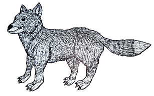 Falkland Islands wolf