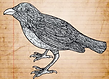 Tasman Starling Song