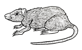 Vespucci's rodent