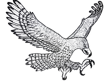 HAAST'S EAGLE/  POUAKAI