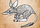 LESSER BILBY SONG