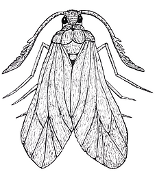 Levuana moth
