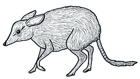PIG-FOOTED BANDICOOT