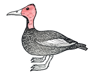 PINK-HEADED DUCK