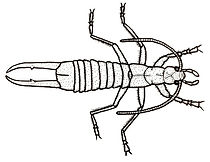 SAINT HELENA GIANT EARWIG