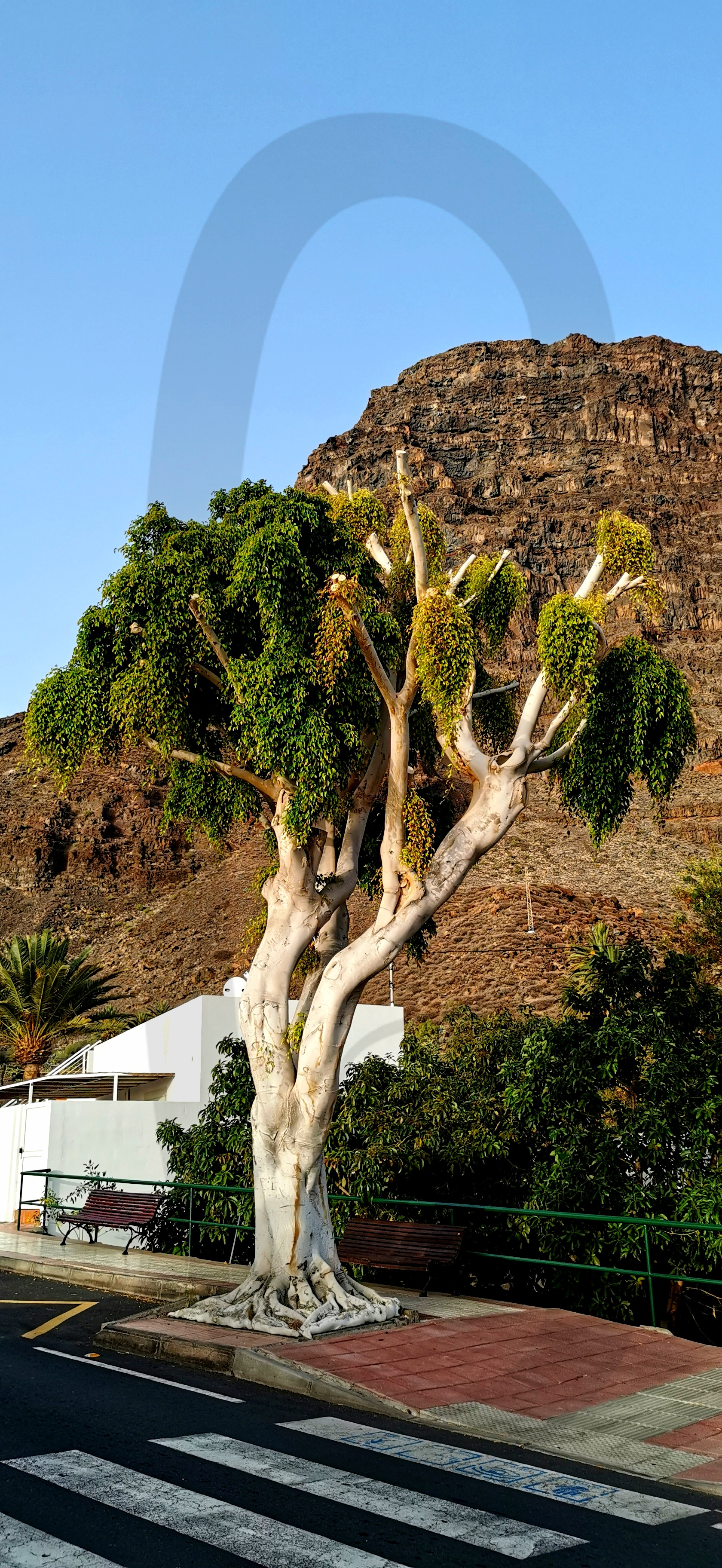 Baum