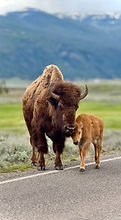 Bison Calf and his mom crossing the road, shot by Handy Pranata