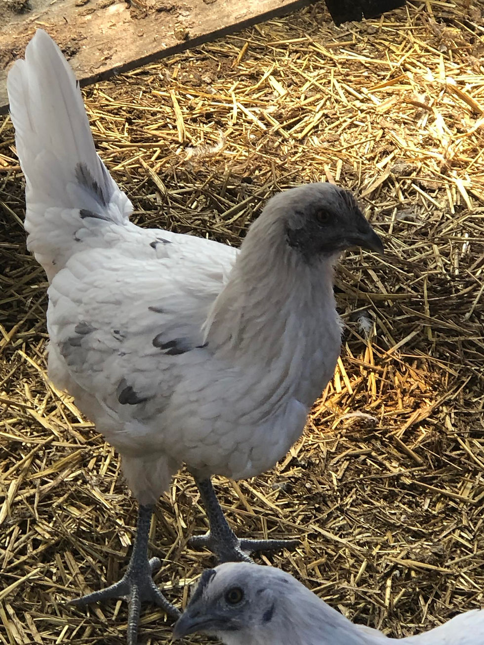 Thumbnail: 6 weeks Zombie pullet