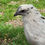 Thumbnail: 6 weeks Zombie pullet