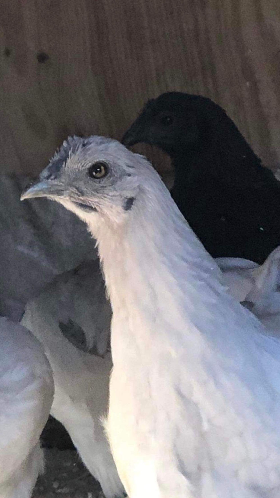 Thumbnail: 6 weeks Zombie pullet