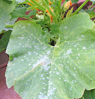 Squash-with-fungus_edited-1-886x1024-1.j