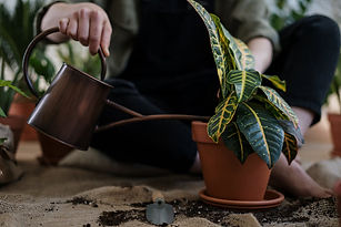 watering basics houseplant.jpeg